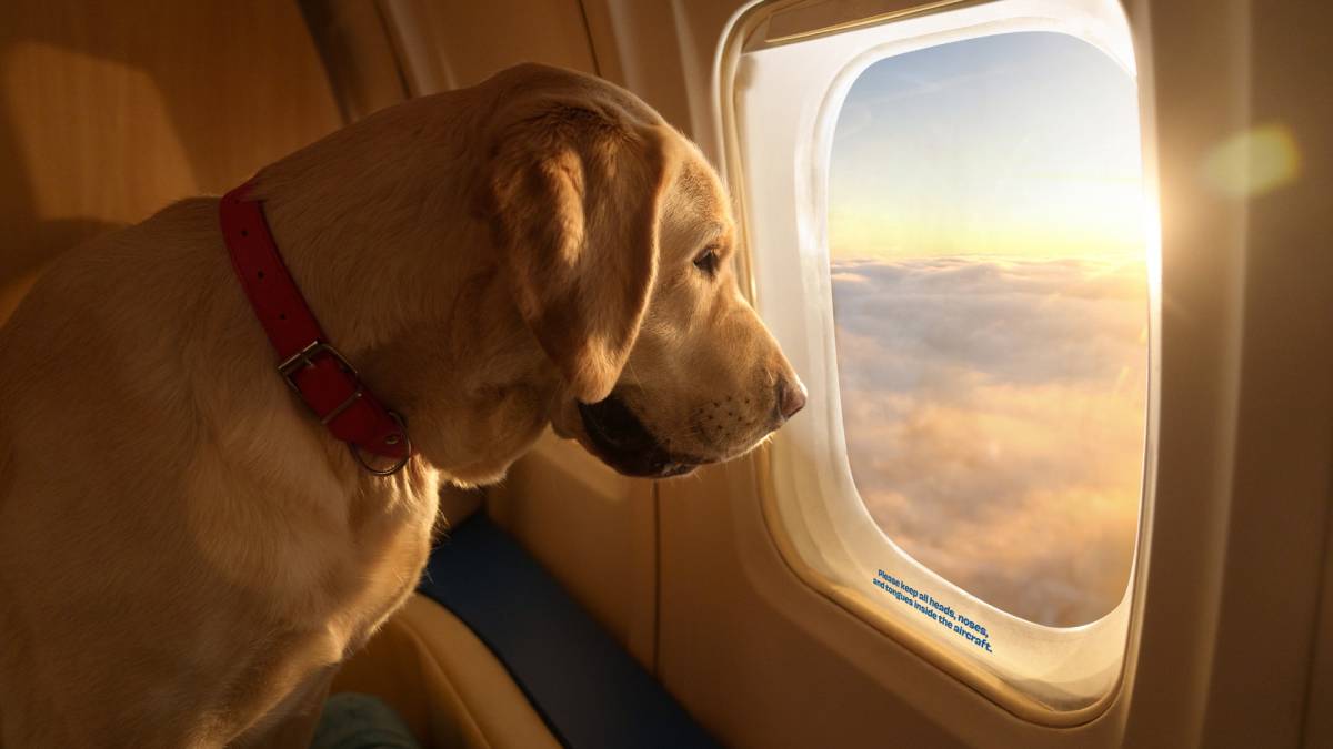 First Dog flight starts from May 