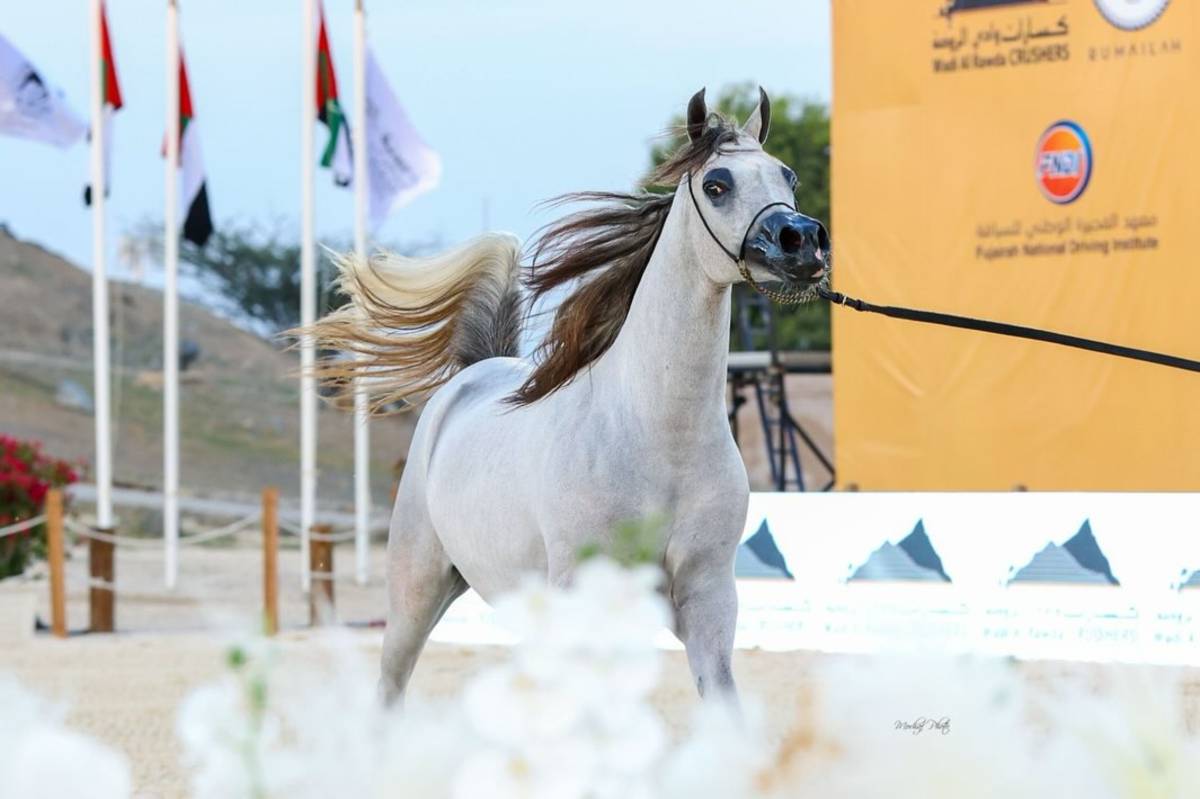 Fujairah Equestrian Championships